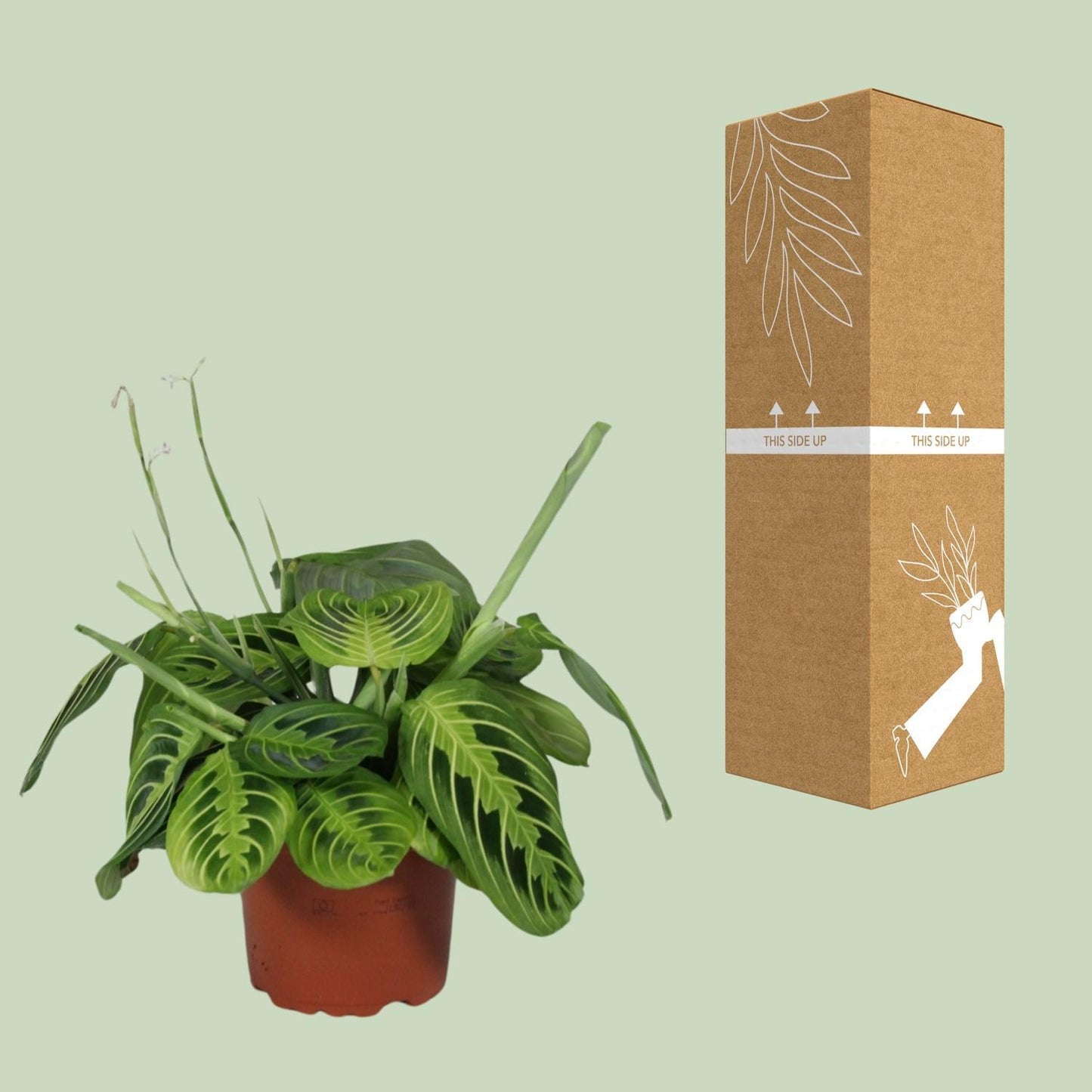 Maranta Leuconeura Fascinator Lemon Lime - ↨30cm - Ø12