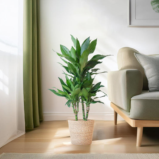 Dracaena Janet Lindt met Sofia mand naturel - ↨95cm - Ø21