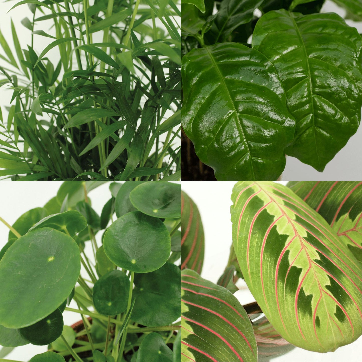 Diervriendelijke plantenbox - 4 stuks - ↨20-40cm - Ø12cm