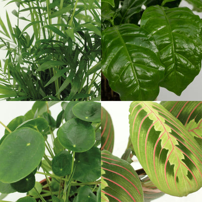 Diervriendelijke plantenbox - 4 stuks - ↨20-40cm - Ø12cm
