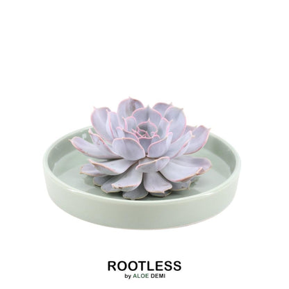 Succulent Echeveria Lilacina in schaal groen - ↨5cm - Ø20cm