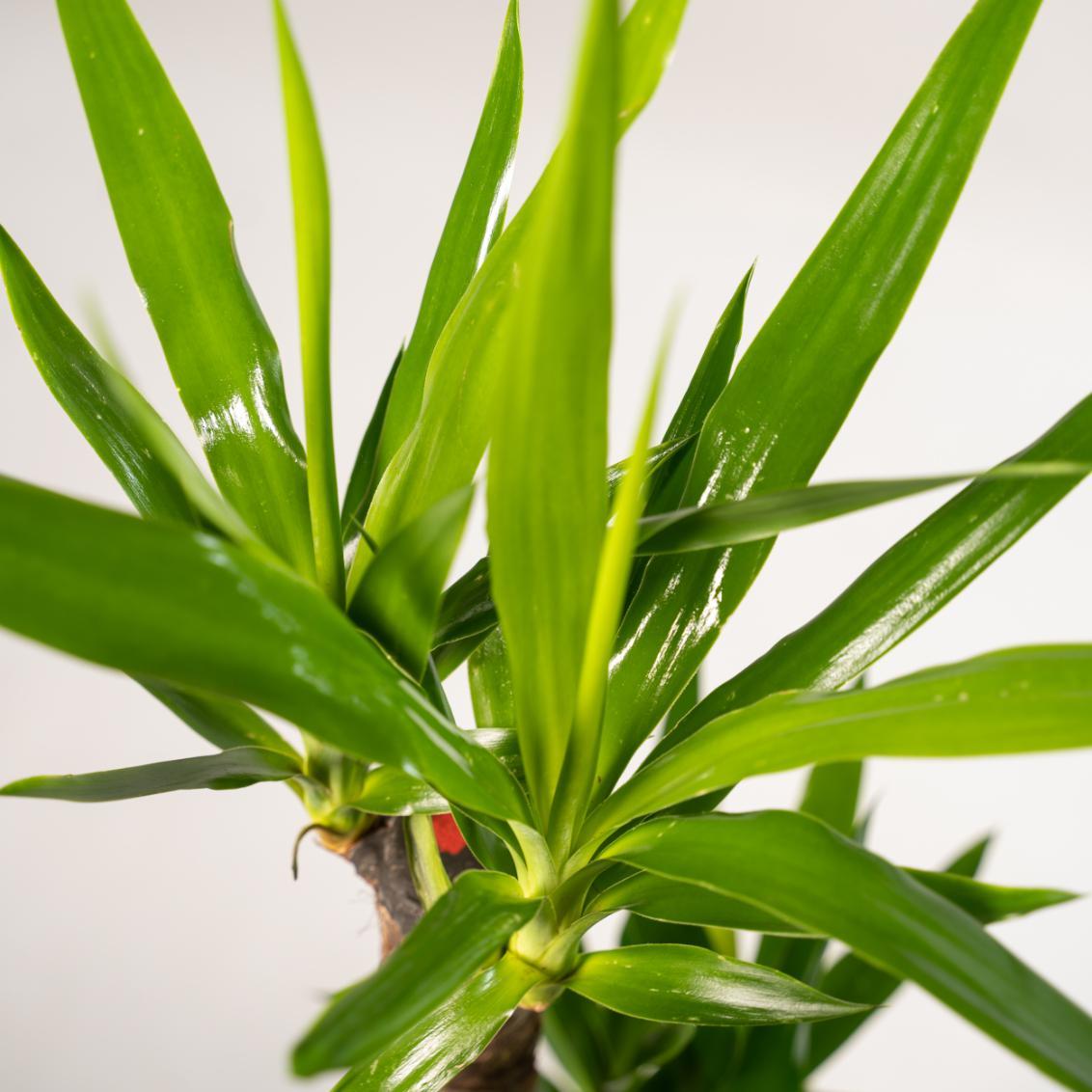 Yucca - ↨90cm - Ø17cm