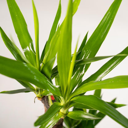 Yucca - ↨90cm - Ø17cm