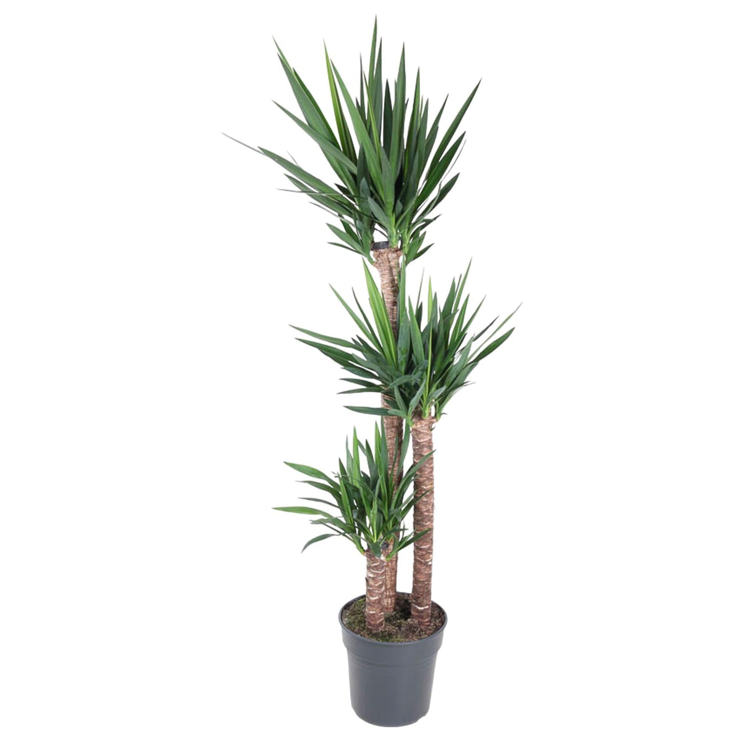 Yucca Elephantipe - ↨170cm - Ø31cm