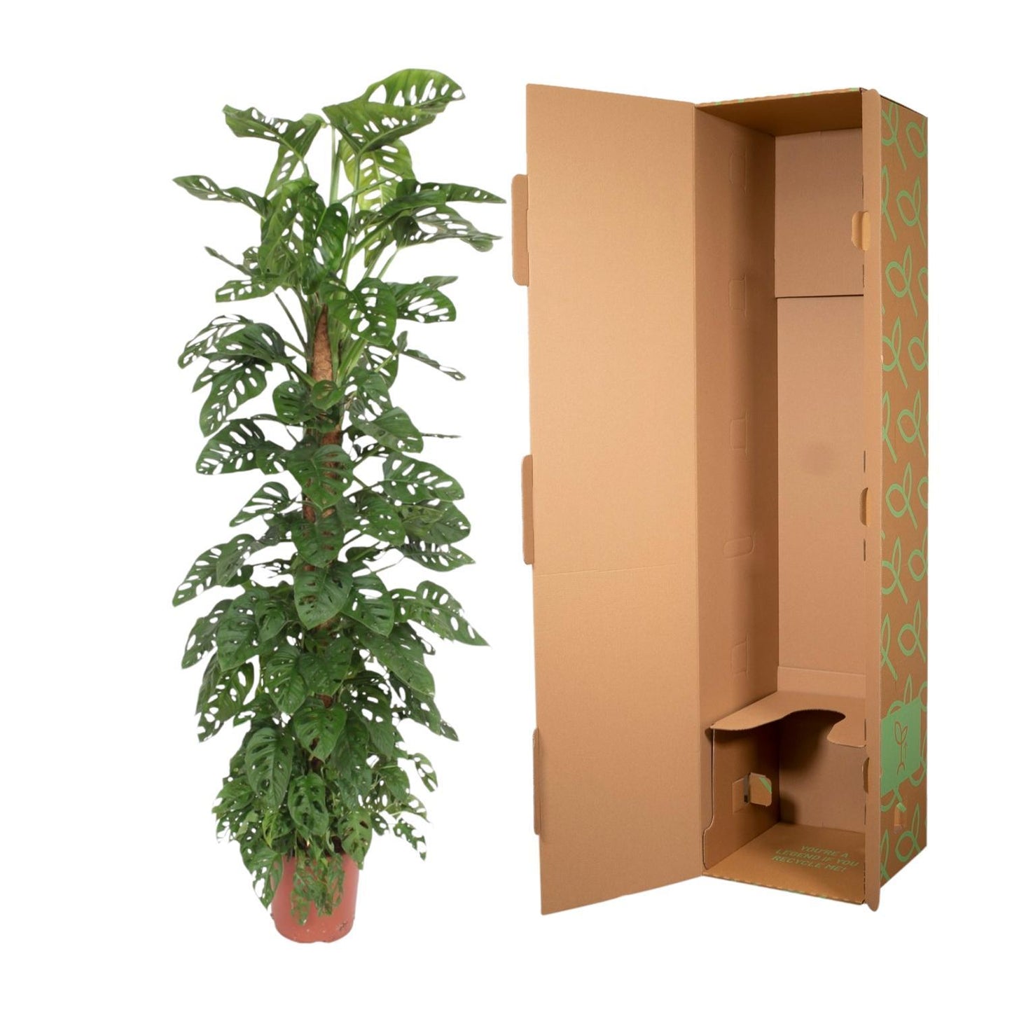 Monstera Monkey Leaf mosstok - ↨180cm - Ø27cm