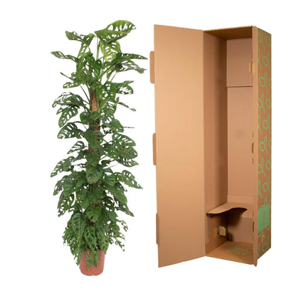Monstera Monkey Leaf mosstok - ↨180cm - Ø27cm