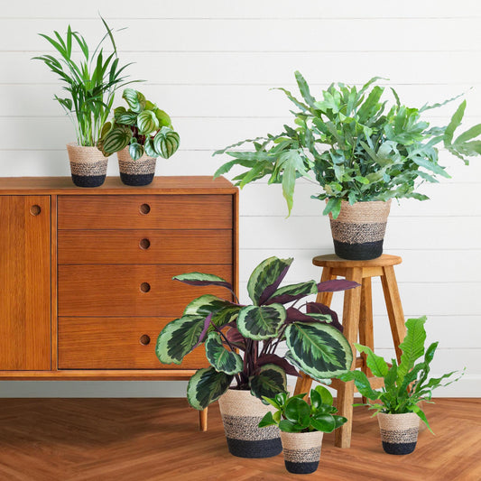 Diervriendelijke plantenbox Large - incl. mand Lissabon