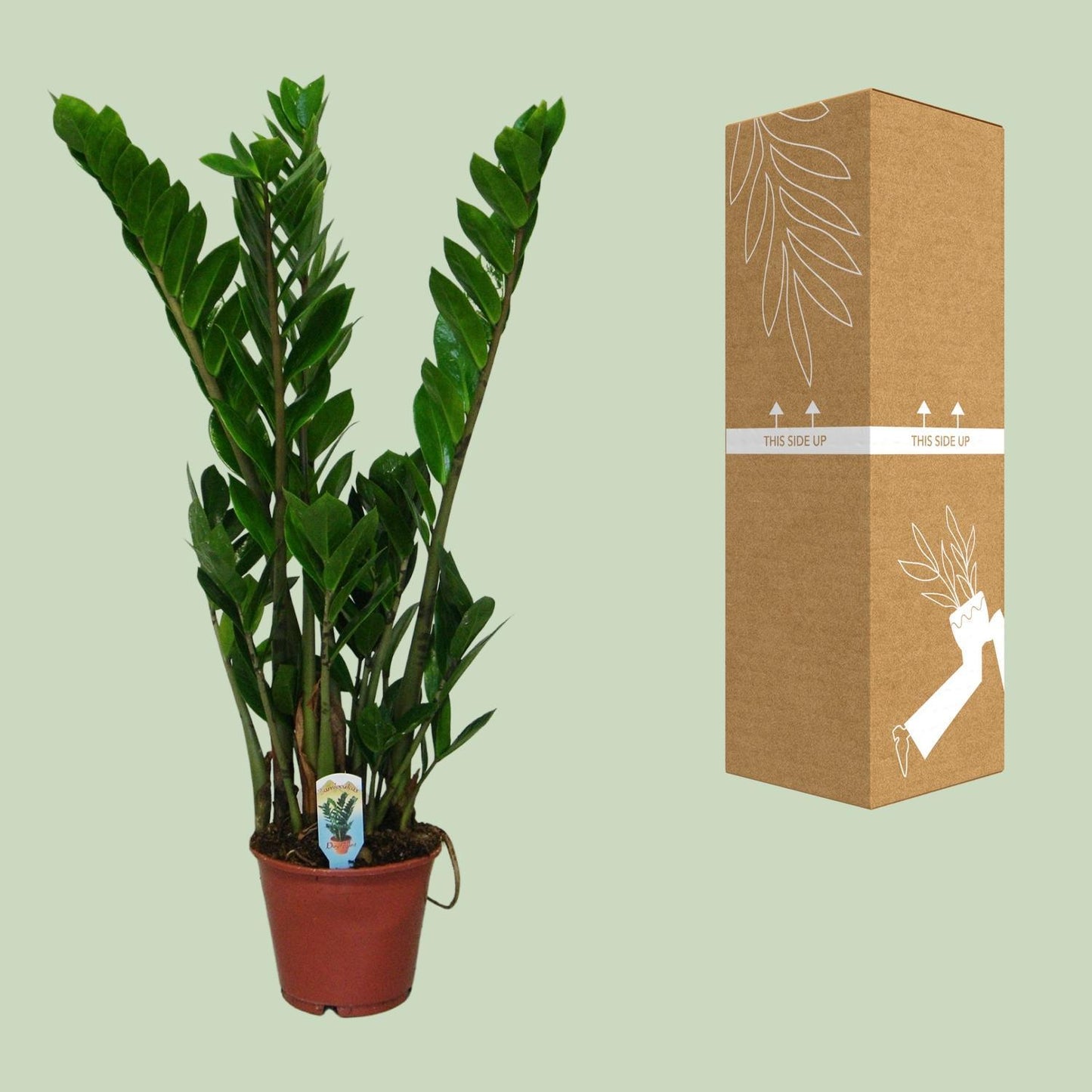 Zamioculcas Zamiifolia - ↨30cm - Ø14cm