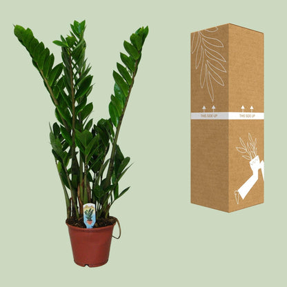 Zamioculcas Zamiifolia - ↨30cm - Ø14cm