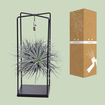 Tillandsia Cube - ↨20cm - Ø20cm
