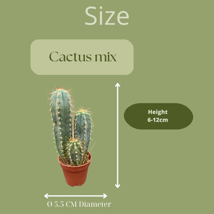 Cactus mix 20 stuks- ↨6-12cm - Ø5.5cm