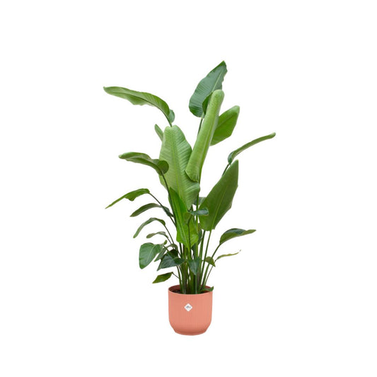Strelitzia Nicolai - incl. bloempot Roze - ↨180cm - Ø30cm