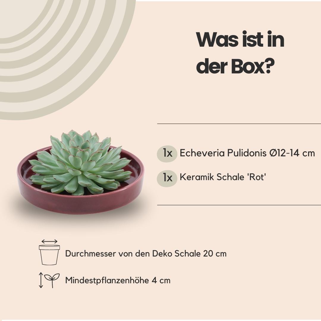 Succulent Echeveria Pulidonis in schaal rood - ↨5cm - Ø20cm