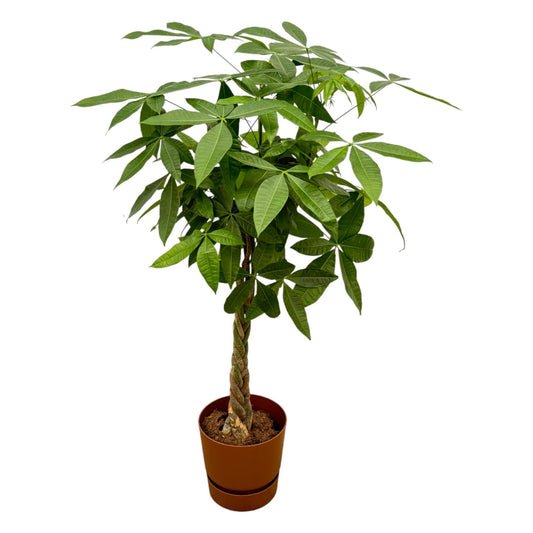 Pachira Aquatica - incl. bloempot Bruin - ↨160cm - Ø30cm