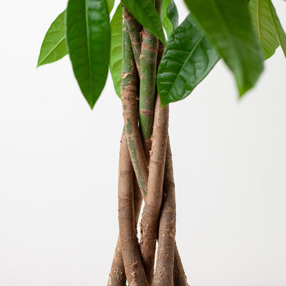 Pachira Aquatica met Sofia mand naturel - ↨80cm -Ø21cm