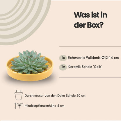 Succulent Echeveria Pulidonis in schaal geel - ↨5cm - Ø20cm