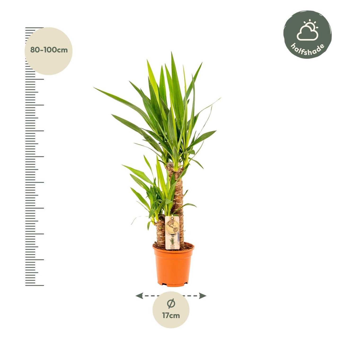 Yucca - ↨90cm - Ø17cm