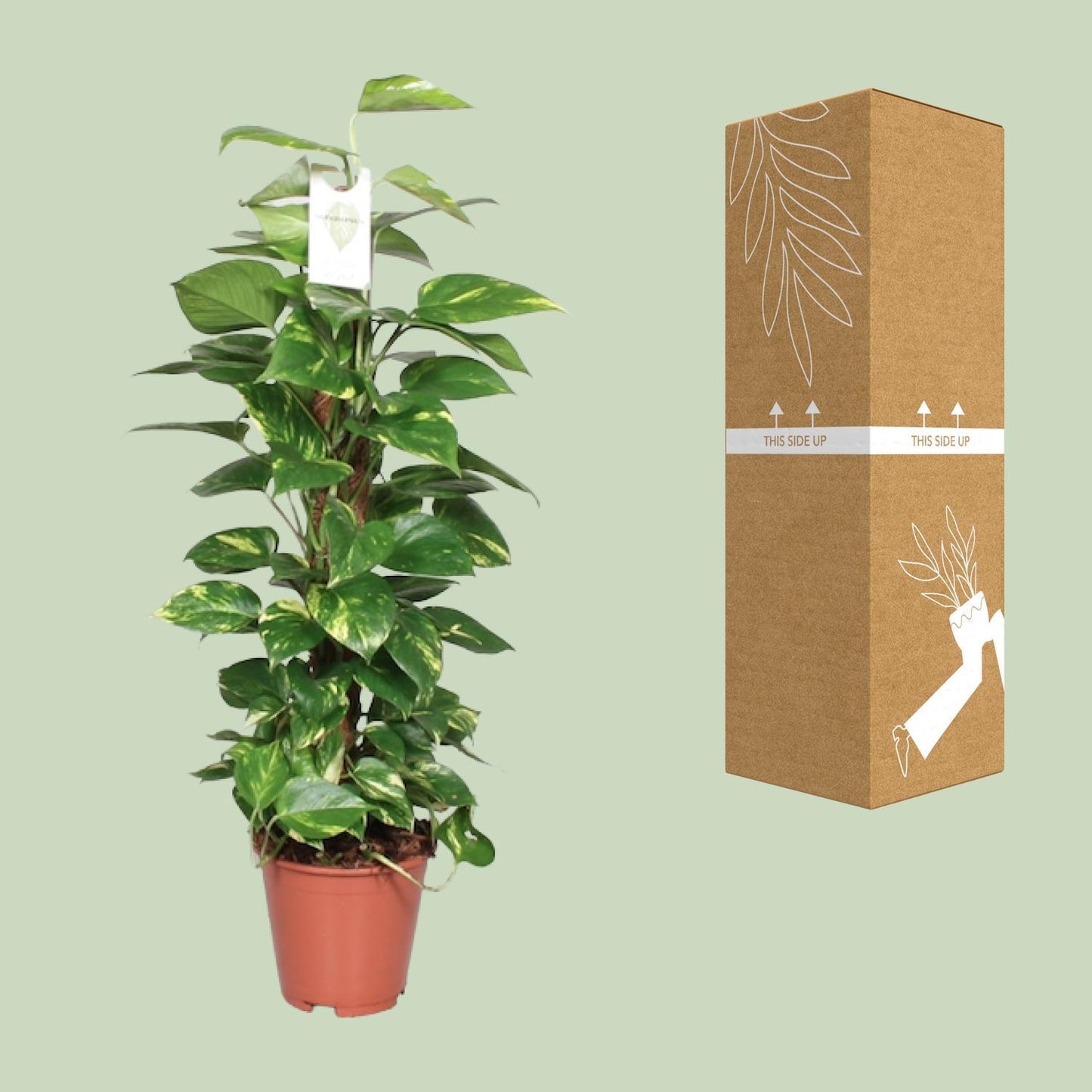 Epipremnum Pinnatum - ↨80cm - Ø19cm