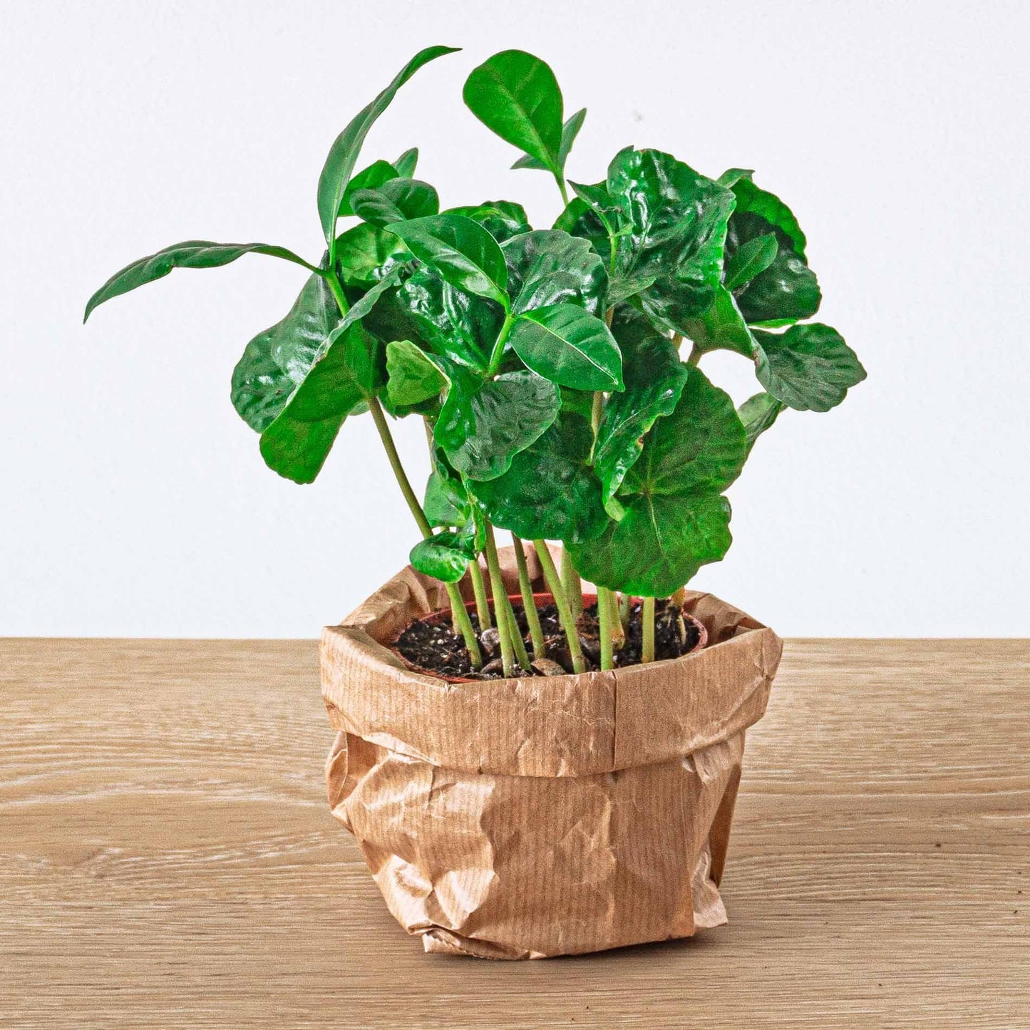 Coffea Arabica - Koffieplant - Ø6cm