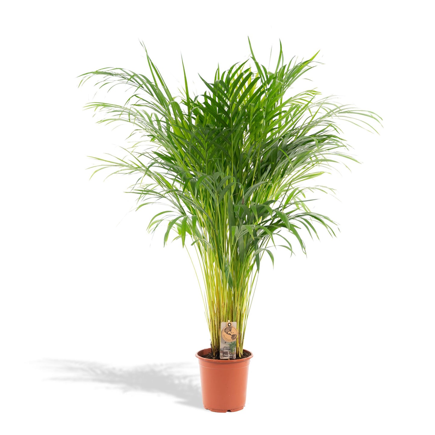 Areca palm - ↨110cm - Ø21cm