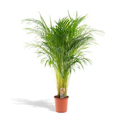 Areca palm - ↨110cm - Ø21cm