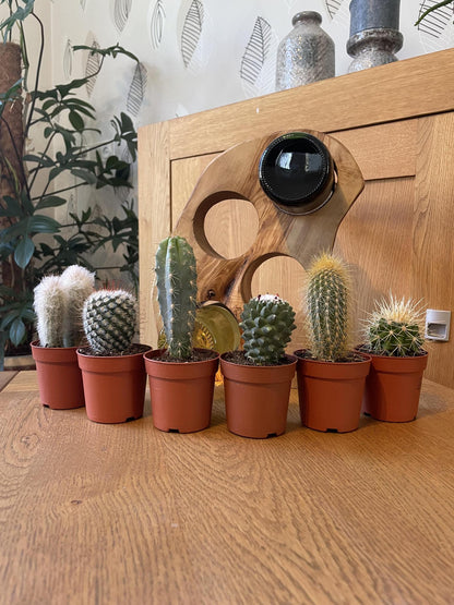 Cactus mix 6 suks- ↨8-15cm - Ø6.5cm