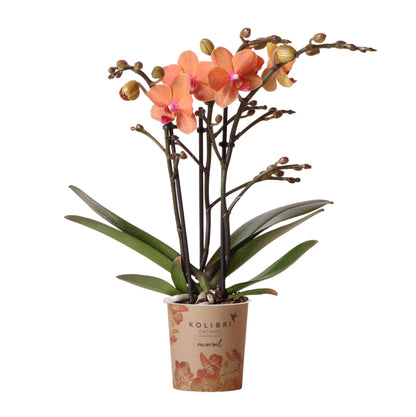 Oranje phalaenopsis orchidee - Mineral Bolzano - Ø9cm