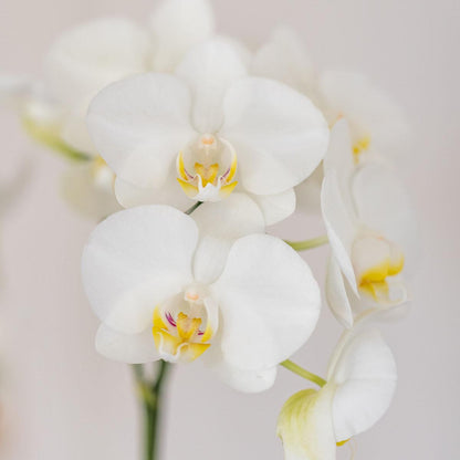 Witte orchidee Amabilis en succulent in Tube sierpot wit - Ø9cm