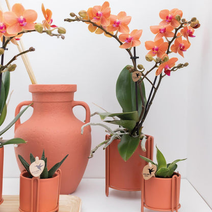 Oranje phalaenopsis orchidee - Mineral Bolzano - Ø9cm