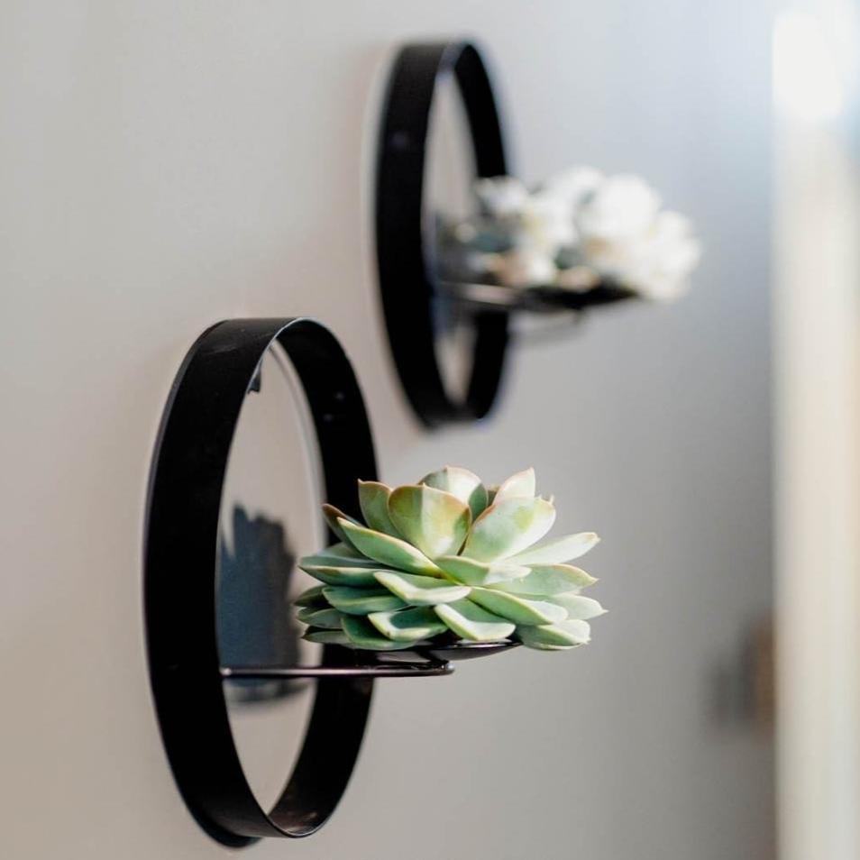 Succulent Echeveria Lilacina op Muurdeco standaard zwart - ↨20cm - Ø20cm