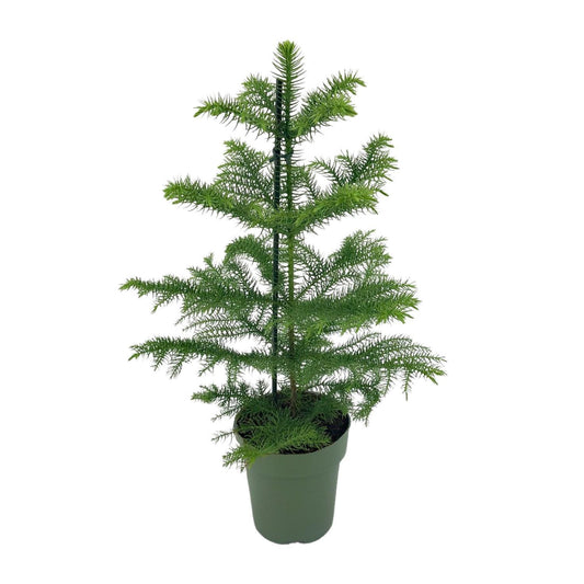 Araucaria Heterophylla - ↨40cm - Ø14cm
