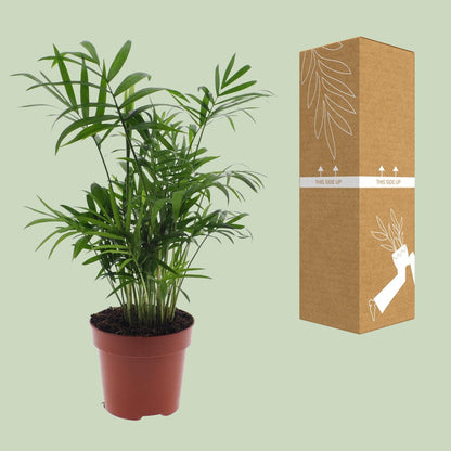 Chamaedorea Elegans - ↨40cm - Ø12cm
