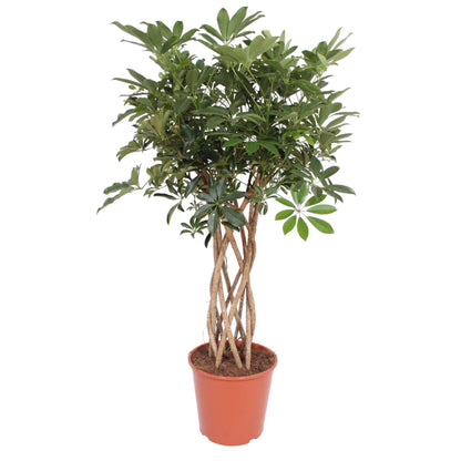 Schefflera Arboricola Compacta gevlochten stam - ↨140cm - Ø30cm