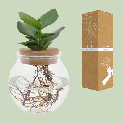 Clusia in bolglas + klikkurk - ↨30cm - Ø12cm
