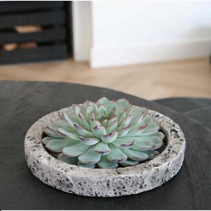 Succulent Echeveria Lilacina in schaal Concrete - ↨5cm - Ø20cm