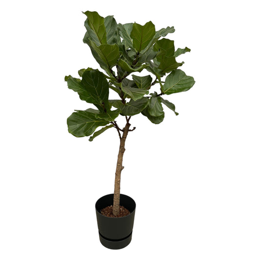Ficus Lyrata stam - incl. bloempot Zwart - ↨160cm - Ø30cm
