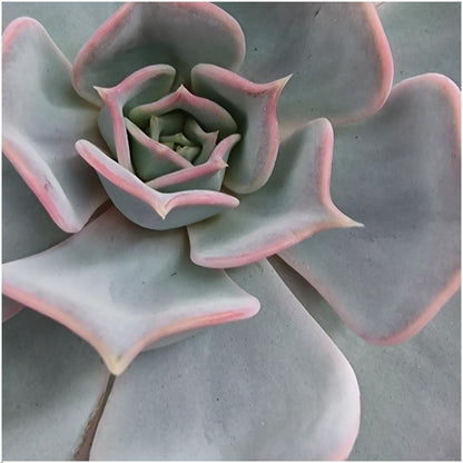 Succulent Echeveria Lilacina op Muurdeco standaard zwart - ↨20cm - Ø20cm