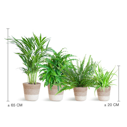 Diervriendelijke plantenset - incl. Lissabon mand