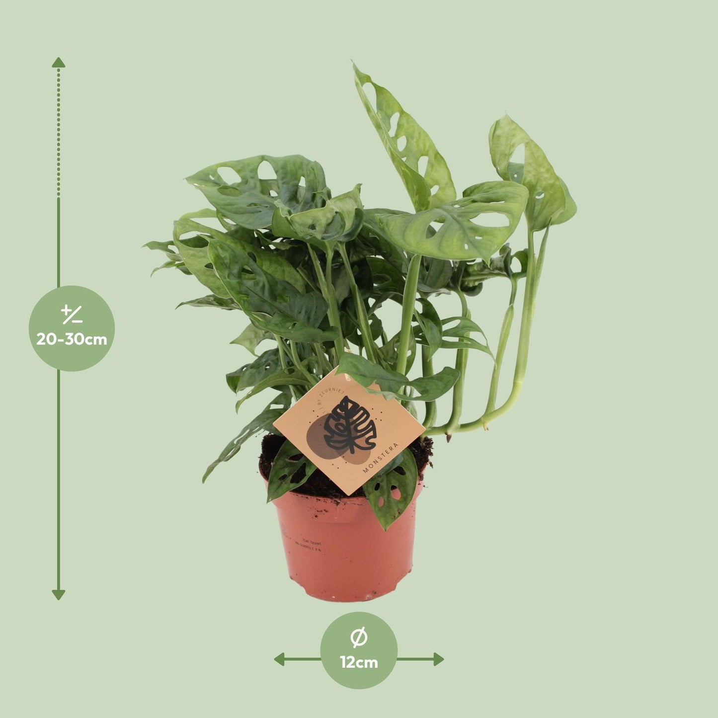 Monstera Monkey - ↨30cm - Ø12cm