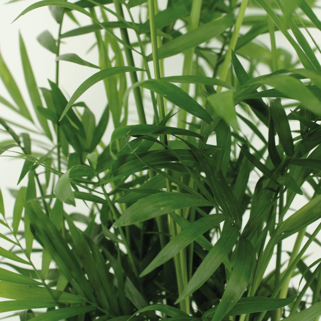 Chamaedorea Elegans (Mexicaanse Bergpalm) - 2 stuks - ↨55cm -Ø17cm