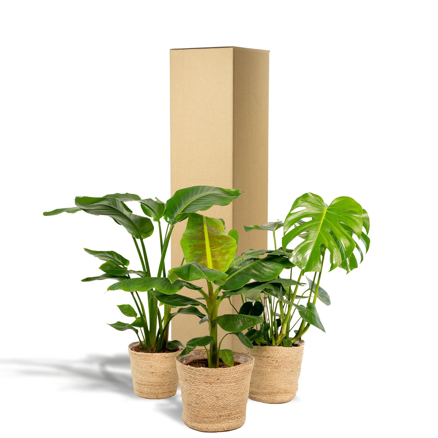 Set van 3 kamerplanten; Monstera Deliciosa, Alocasia Zebrina en Strelitzia Nicolai - met manden Selin - ↨75cm - Ø19 / Ø21cm