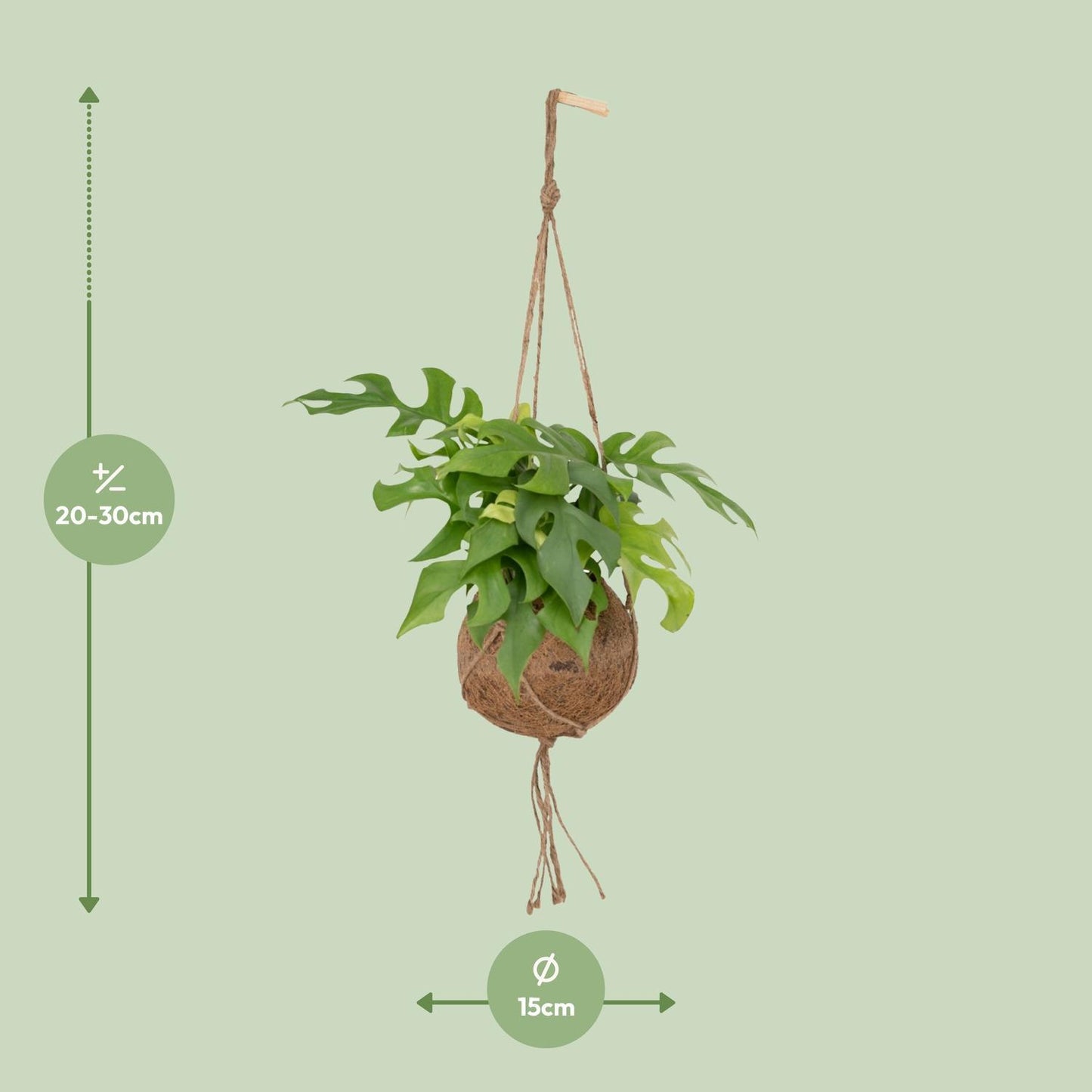 Kokodama Monstera Minima Hang - Gatenplant - ↨25cm - Ø15cm
