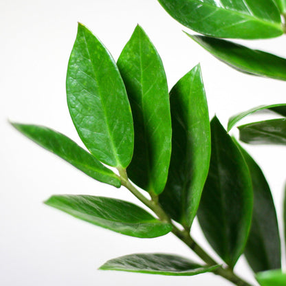 Zamioculcas Zamiifolia met bloempot wit - ↨30cm - Ø12cm