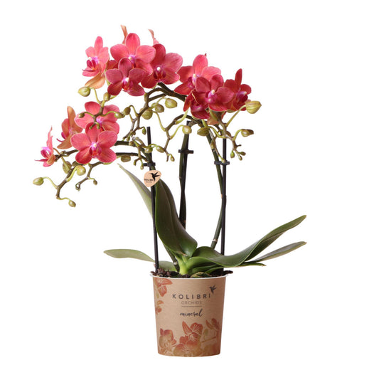 Rode Phalaenopsis orchidee Congo - Ø9cm