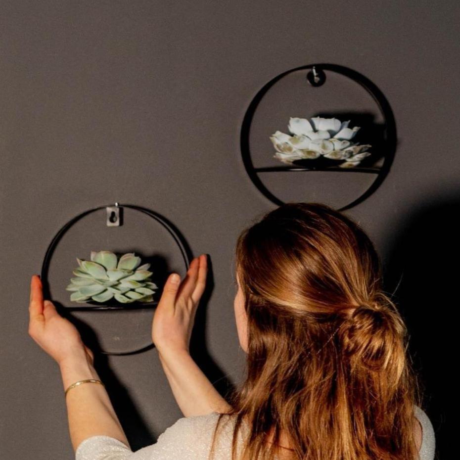 Succulent Echeveria Lilacina op Muurdeco standaard zwart - ↨20cm - Ø20cm