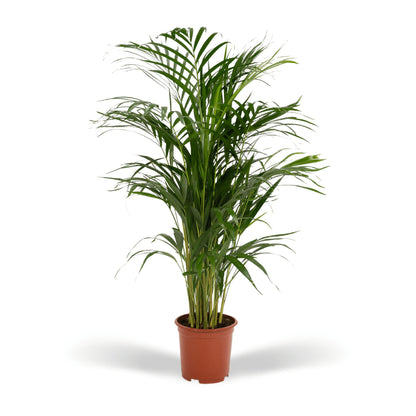 Areca palm - ↨85cm - Ø19cm