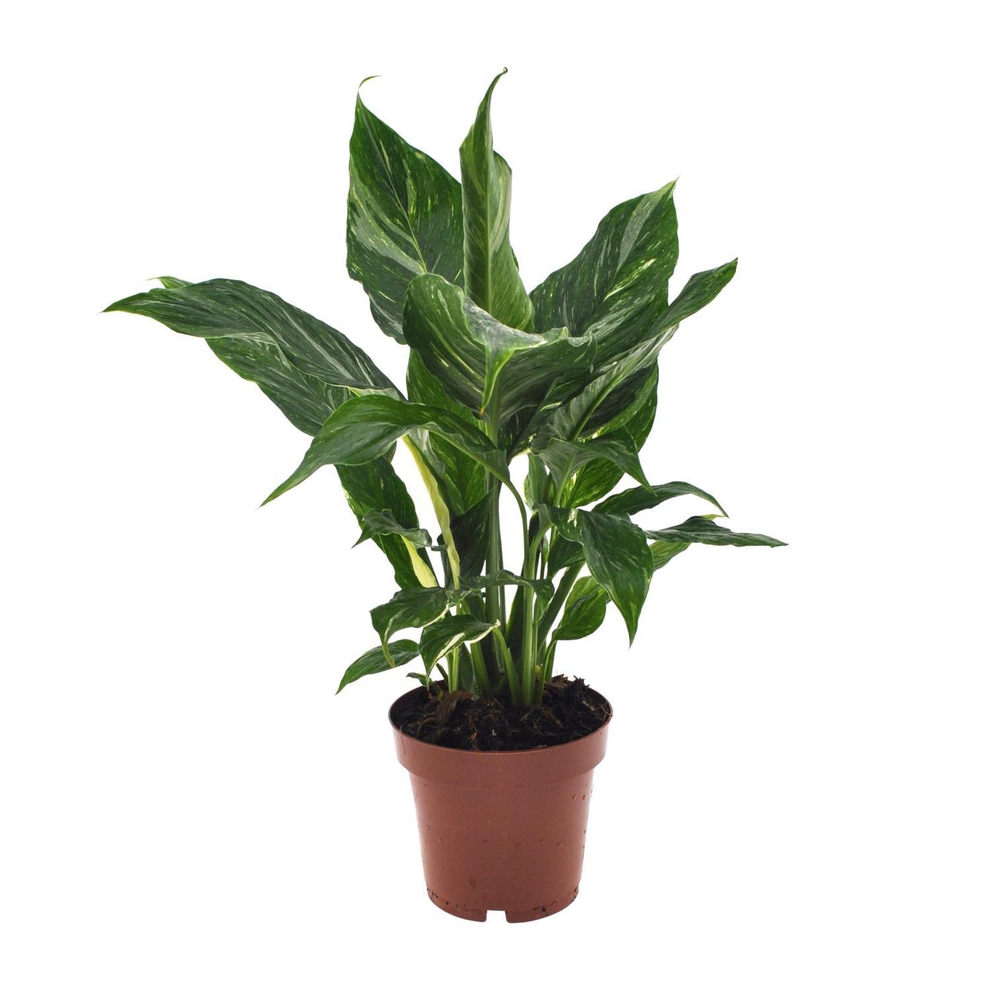 Spathiphyllum Diamond - ↨40cm - Ø12cm