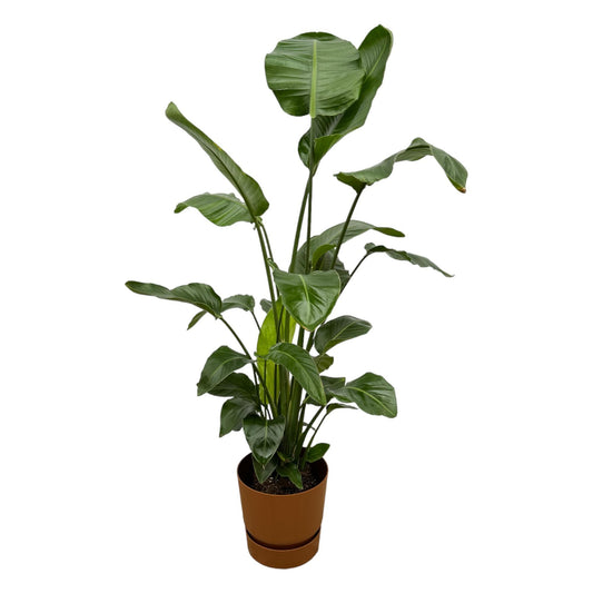 Strelitzia Nicolai - incl. bloempot Bruin - ↨160cm - Ø30cm