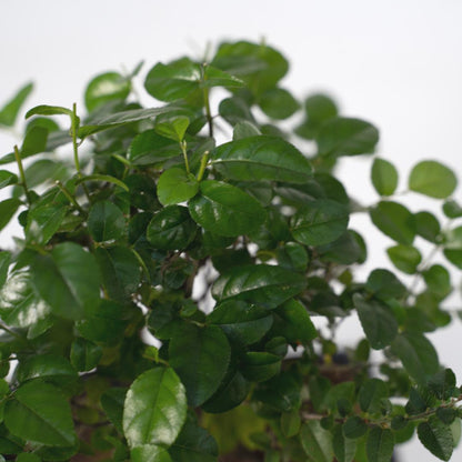 Bonsai waterval met boeddha - ↨25cm