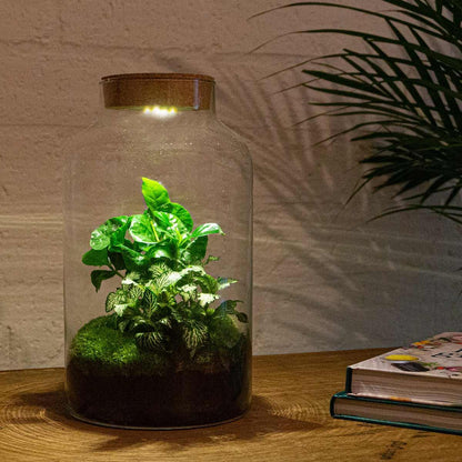 DIY terrarium Milky Coffea met LED - ↨31cm - Ø17cm